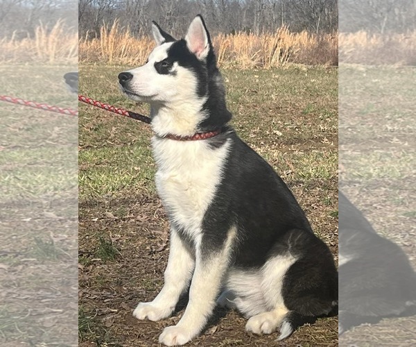 Medium Photo #6 Siberian Husky Puppy For Sale in HOPKINSVILLE/PRINCETON, KY, NH, USA
