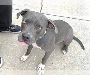 Mutt Dogs for adoption in Houston, TX, USA