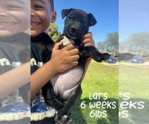 Mutt Dogs for adoption in Woodbury, NY, USA