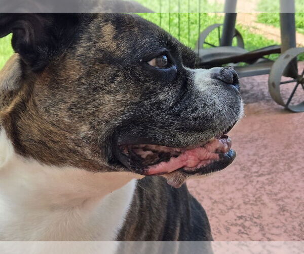 Medium Photo #3 Boxer Puppy For Sale in Austin, TX, USA