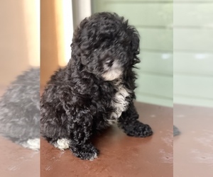 Poodle (Toy) Puppy for sale in LITHIA, FL, USA
