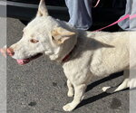 Small Siberian Husky Mix