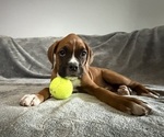 Puppy Silver Boxer