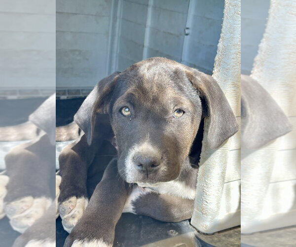 Medium Photo #4 Boxador Puppy For Sale in Bolivar, MO, USA