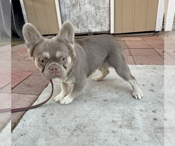Medium Photo #1 French Bulldog Puppy For Sale in SOUTH GATE, CA, USA