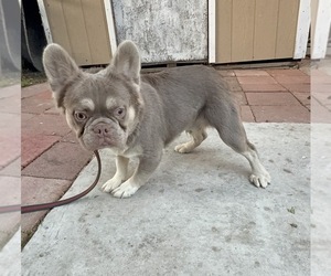 French Bulldog Puppy for sale in SOUTH GATE, CA, USA