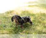 Image preview for Ad Listing. Nickname: Macy