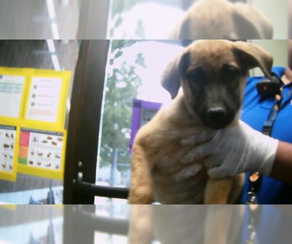 Medium Photo #1 German Shepherd Dog-Unknown Mix Puppy For Sale in Tulsa, OK, USA