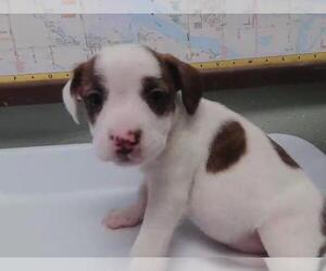 Parson Russell Terrier-Unknown Mix Dogs for adoption in Tulsa, OK, USA