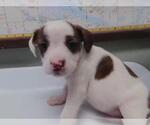 Small Parson Russell Terrier Mix