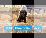 Litter of 5 - Male(s) and Female(s) Boykin SpanielLitter of Puppies for Sale - Photo #4