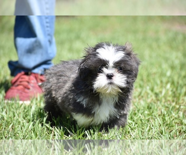 Medium Photo #2 Shih Tzu Puppy For Sale in PALM COAST, FL, USA