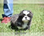 Small #1 Shih Tzu