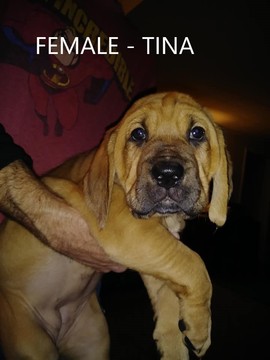 Medium Photo #1 Bloodhound Puppy For Sale in AMBOY, IN, USA