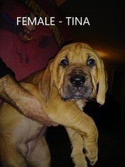 Bloodhound Puppy for sale in AMBOY, IN, USA