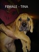 Small Photo #1 Bloodhound Puppy For Sale in AMBOY, IN, USA