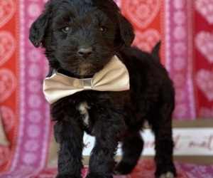 Goldendoodle Puppy for sale in LANCASTER, PA, USA