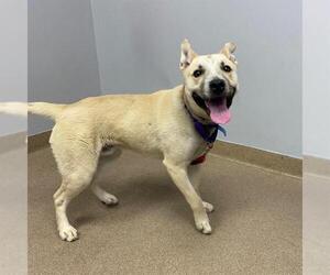 Akita-Siberian Husky Mix Dogs for adoption in Aurora, CO, USA