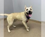 Small Akita-Siberian Husky Mix