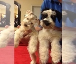 Small Photo #3 Schnauzer (Miniature) Puppy For Sale in COLONIAL HEIGHTS, TN, USA