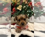 Small Photo #2 Yorkshire Terrier Puppy For Sale in ORLANDO, FL, USA