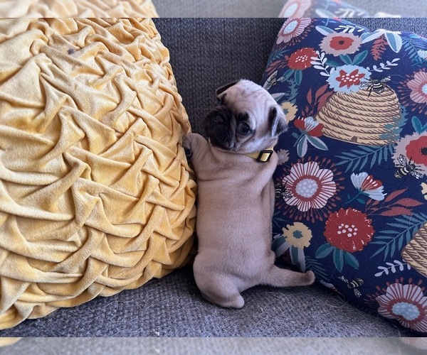 Medium Photo #1 Pug Puppy For Sale in SAN FRANCISCO, CA, USA