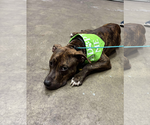 Small #2 American Pit Bull Terrier