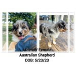 Small #3 Australian Shepherd