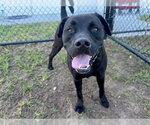 Small #1 Labrador Retriever