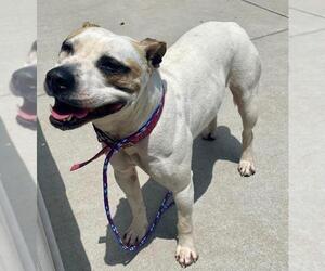 Mutt Dogs for adoption in Tulsa, OK, USA