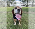 Small #3 Beagle