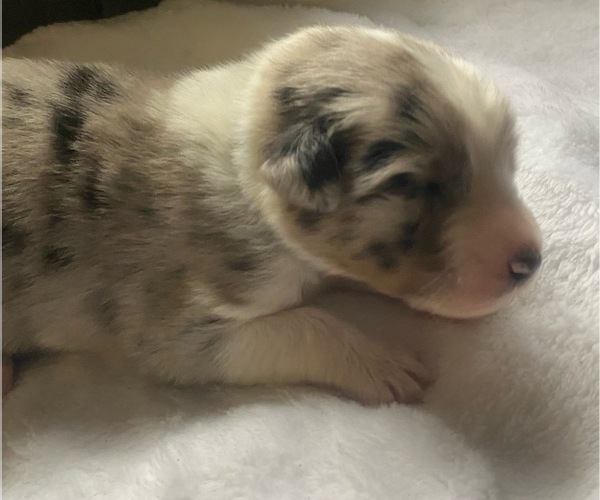 Medium Photo #5 F2 Aussiedoodle Puppy For Sale in ONAWAY, MI, USA