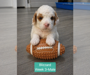 Goldendoodle mix (+ Poodle Standard) Puppy for sale in MILFORD, UT, USA