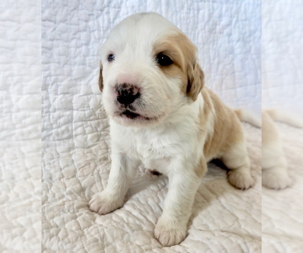 Medium Photo #3 Great Bernese Puppy For Sale in SCOTTSDALE, AZ, USA
