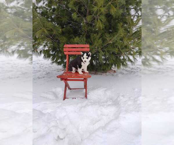 Medium Photo #1 Siberian Husky Puppy For Sale in AUBURN, NY, USA