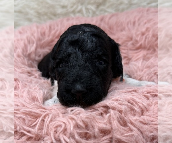 Medium Photo #15 Goldendoodle Puppy For Sale in PIERSON, FL, USA