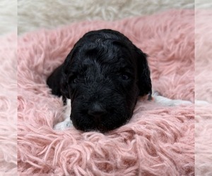 Medium Goldendoodle