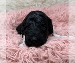 Puppy Miss Orange Goldendoodle