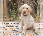 Puppy Ares Labrador Retriever