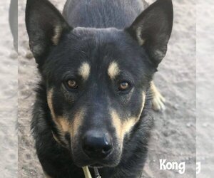 Australian Kelpie-Huskies  Mix Dogs for adoption in Vail, AZ, USA