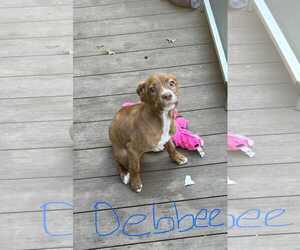 American Pit Bull Terrier-Chocolate Labrador retriever Mix Dogs for adoption in Mechanicsburg, PA, USA