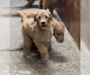 Goldendoodle Dog for Adoption in EASTON, Massachusetts USA