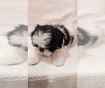 Small Photo #7 Shih Tzu Puppy For Sale in ATWATER, CA, USA
