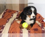 Small Photo #3 Bernese Mountain Dog Puppy For Sale in HORN CREEK, CO, USA