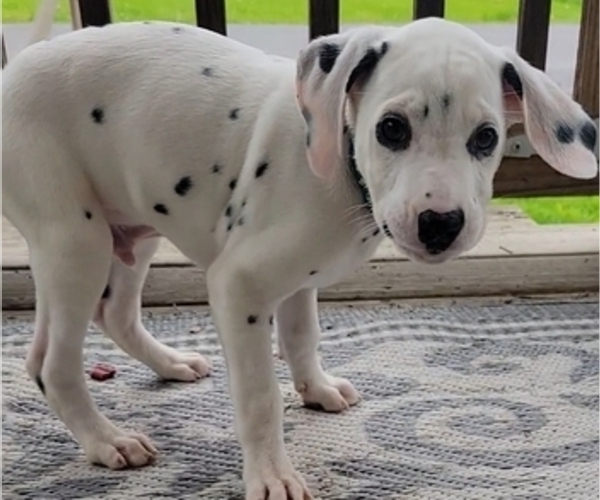 Medium Photo #3 Dalmatian Puppy For Sale in WEST ALEXANDER, PA, USA