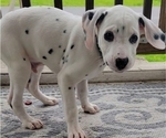 Small Photo #3 Dalmatian Puppy For Sale in WEST ALEXANDER, PA, USA