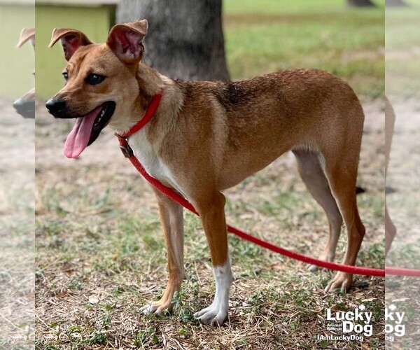 Medium Photo #5 Beagle-Black Mouth Cur Mix Puppy For Sale in Washington, DC, USA