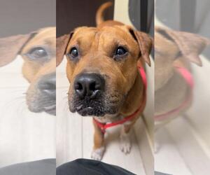 American Pit Bull Terrier-Unknown Mix Dogs for adoption in Corpus Christi, TX, USA