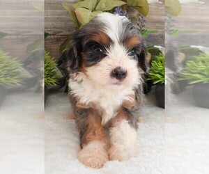 Medium Cavapoo