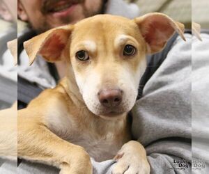 Labrador Retriever-Unknown Mix Dogs for adoption in Washington, DC, USA